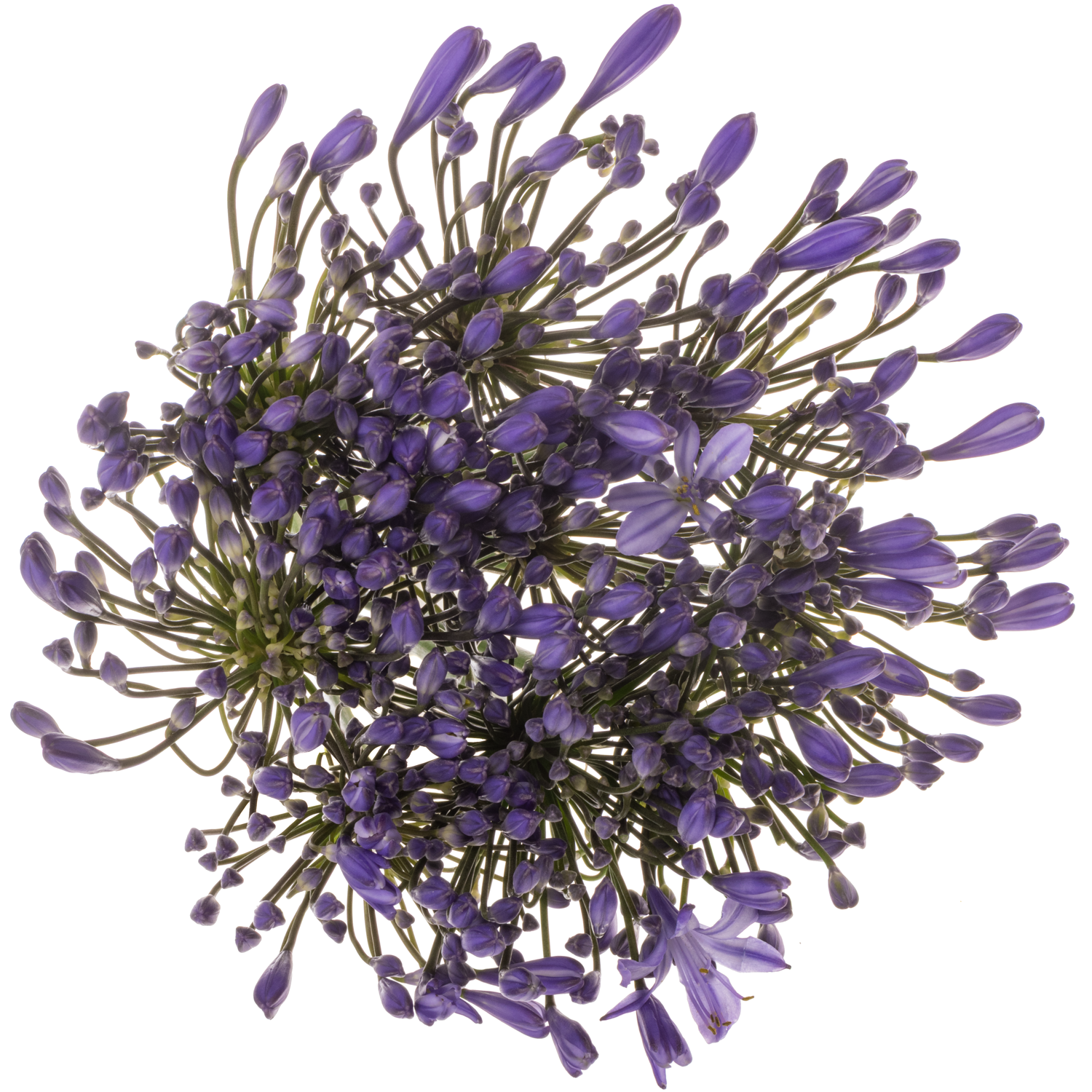 Agapanthus blau Uri 60cm