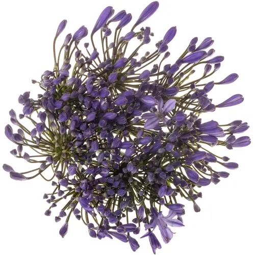 Agapanthus blau Uri 60cm