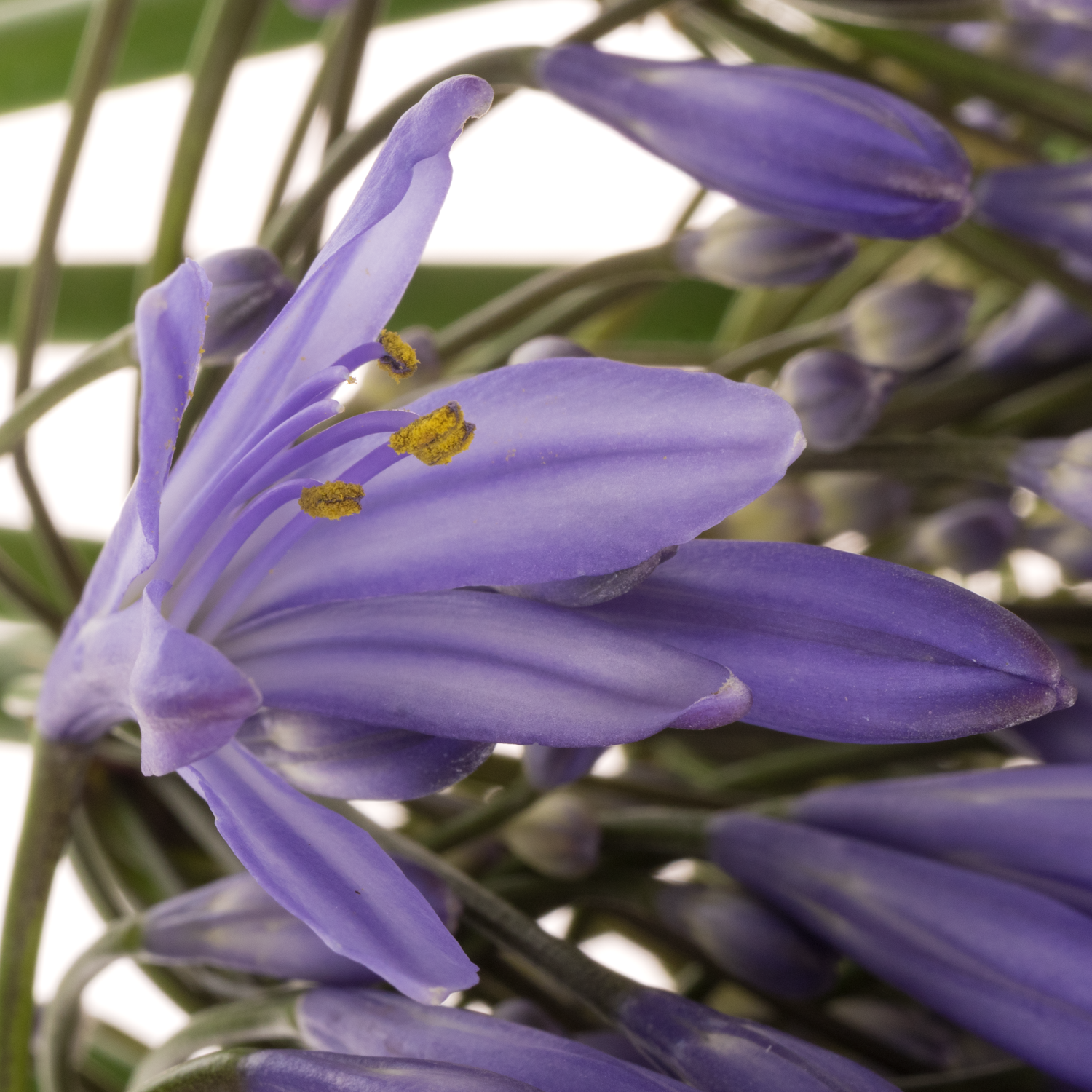 Agapanthus blau Uri 60cm