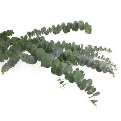 Populus grün Baby Blue 1000 Gramm 75cm