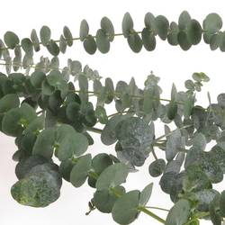 Populus grün Baby Blue 1000 Gramm 75cm