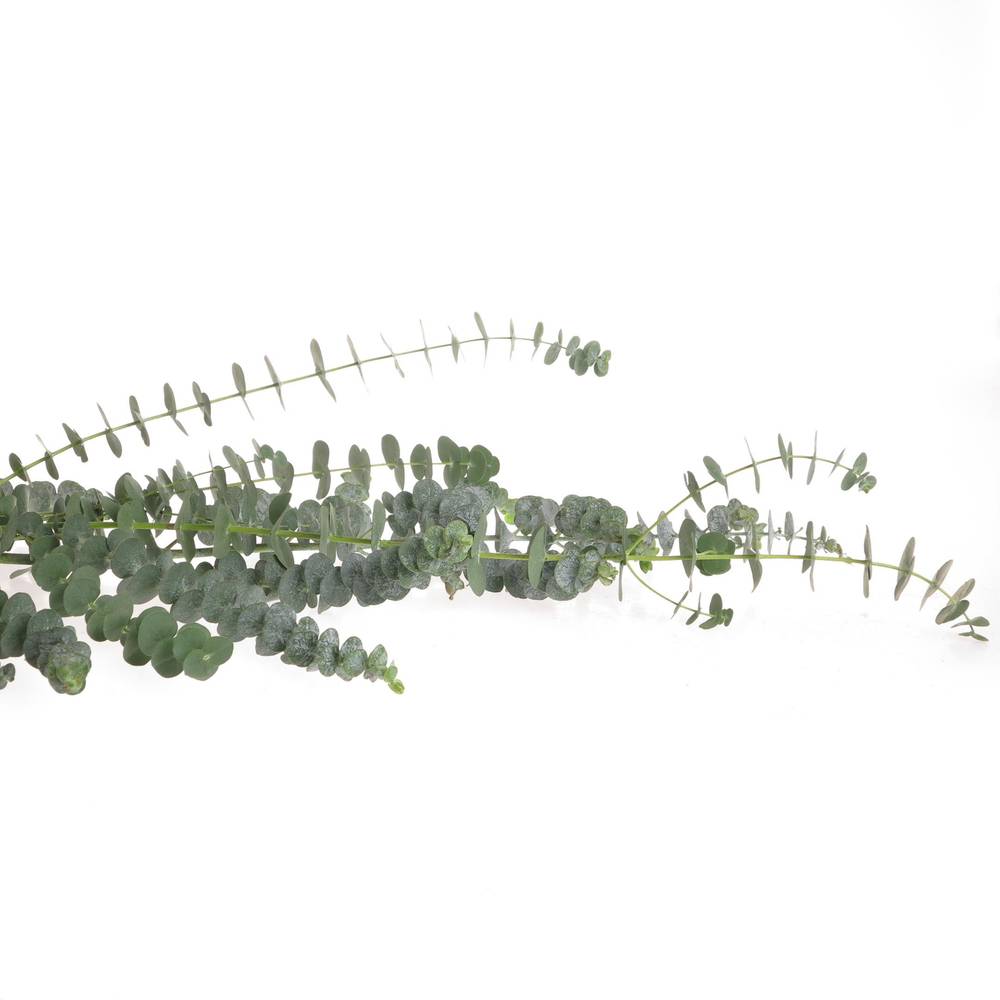 Populus grün Baby Blue 1000 Gramm 75cm