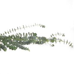 Populus grün Baby Blue 1000 Gramm 75cm