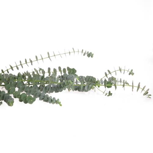 Populus grün Baby Blue 1000 Gramm 75cm