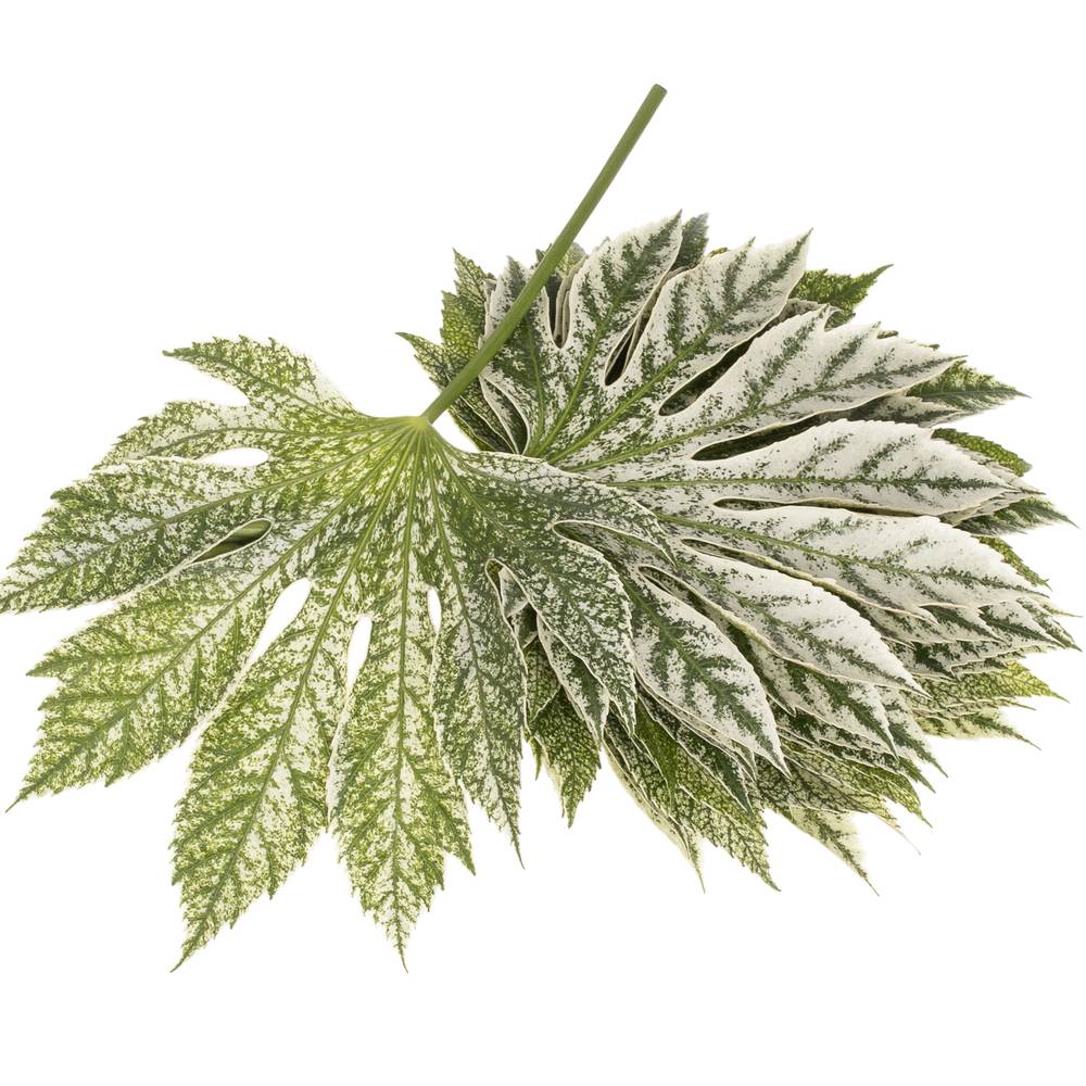 Aralia grün/creme Bicolor 25cm Klein