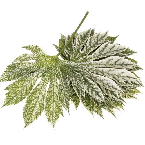 Aralia grün/creme Bicolor 25cm Klein