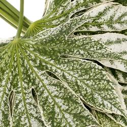 Aralia grün/creme Bicolor 25cm Klein