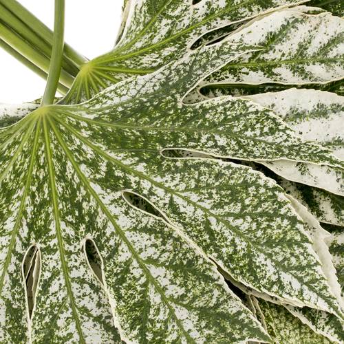 Aralia grün/creme Bicolor 25cm Klein