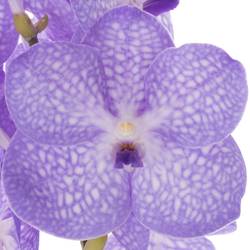 Vanda lila/weiss Angelite