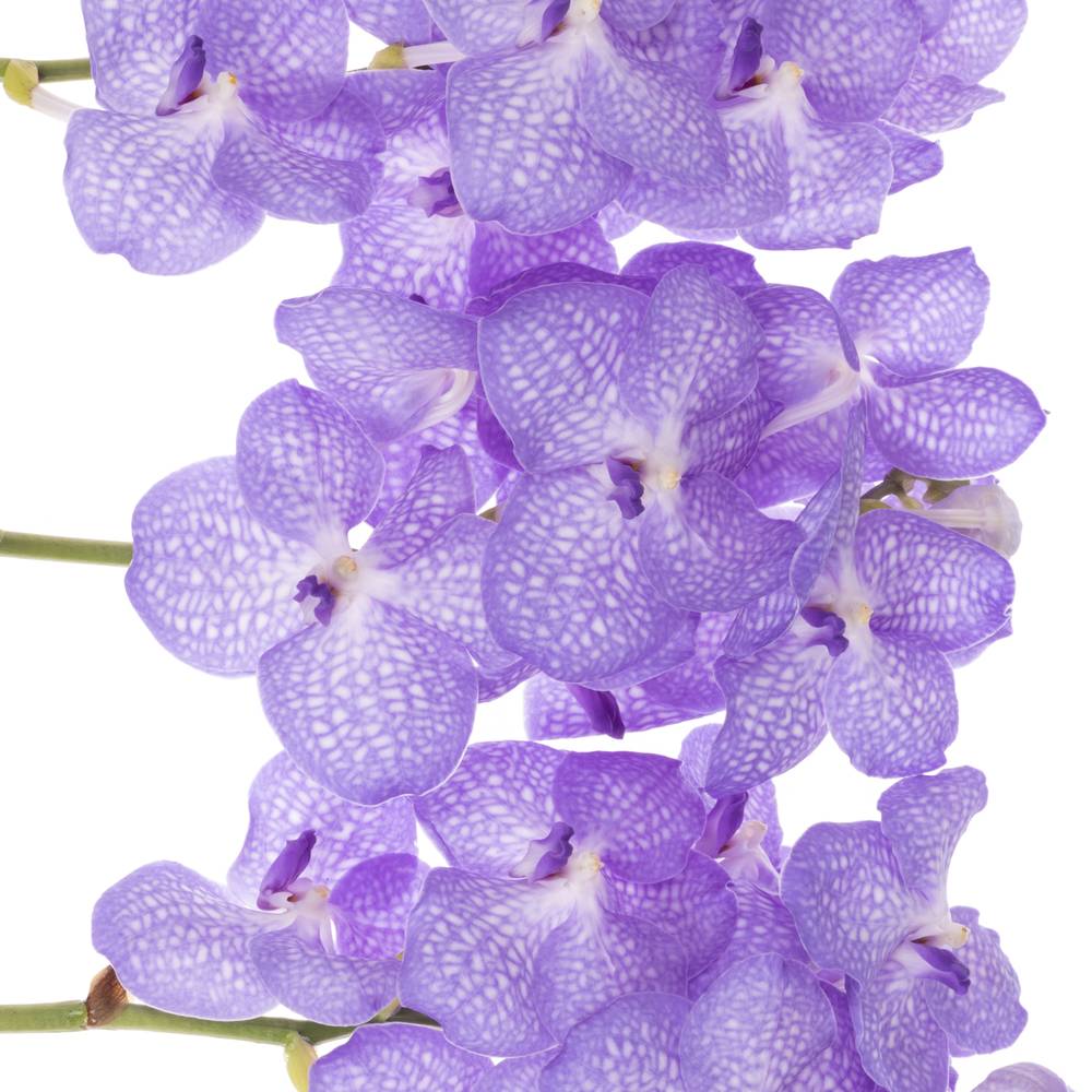 Vanda lila/weiss Angelite