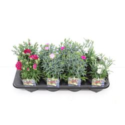 Dianthus Caryoph.T13 H30 mix