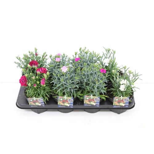 Dianthus Caryoph.T13 H30 mix