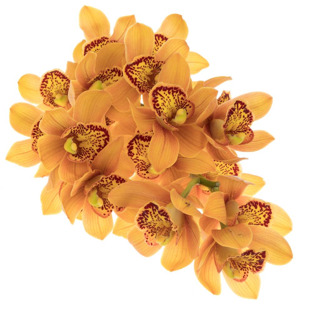 Mini Cymbidium orange Majolica 50cm 10+Blüte