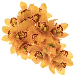 Mini Cymbidium orange Majolica 50cm 10+Blüte