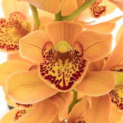 Mini Cymbidium orange Majolica 50cm 10+Blüte