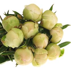 Pfingstrose weiss Charme 60 cm