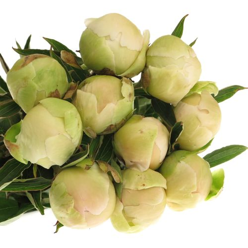 Pfingstrose weiss Charme 60 cm