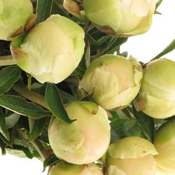 Pfingstrose weiss Charme 60 cm