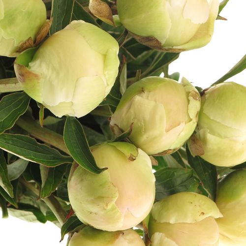 Pfingstrose weiss Charme 60 cm