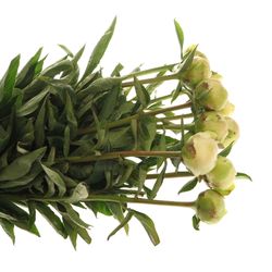 Pfingstrose weiss Charme 60 cm