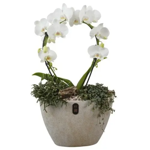 Phal.Arr PTIB5341 T33 H061