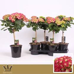 Hortensie rot auf Stamm T17 H055