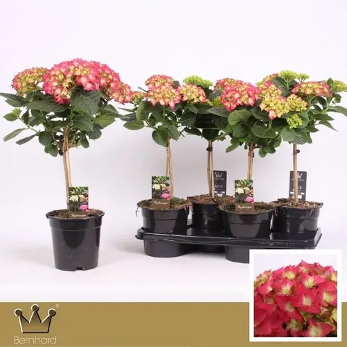 Hortensie rot auf Stamm T17 H055