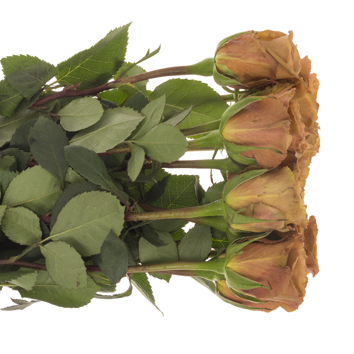 Rose braun Toffee 60cm