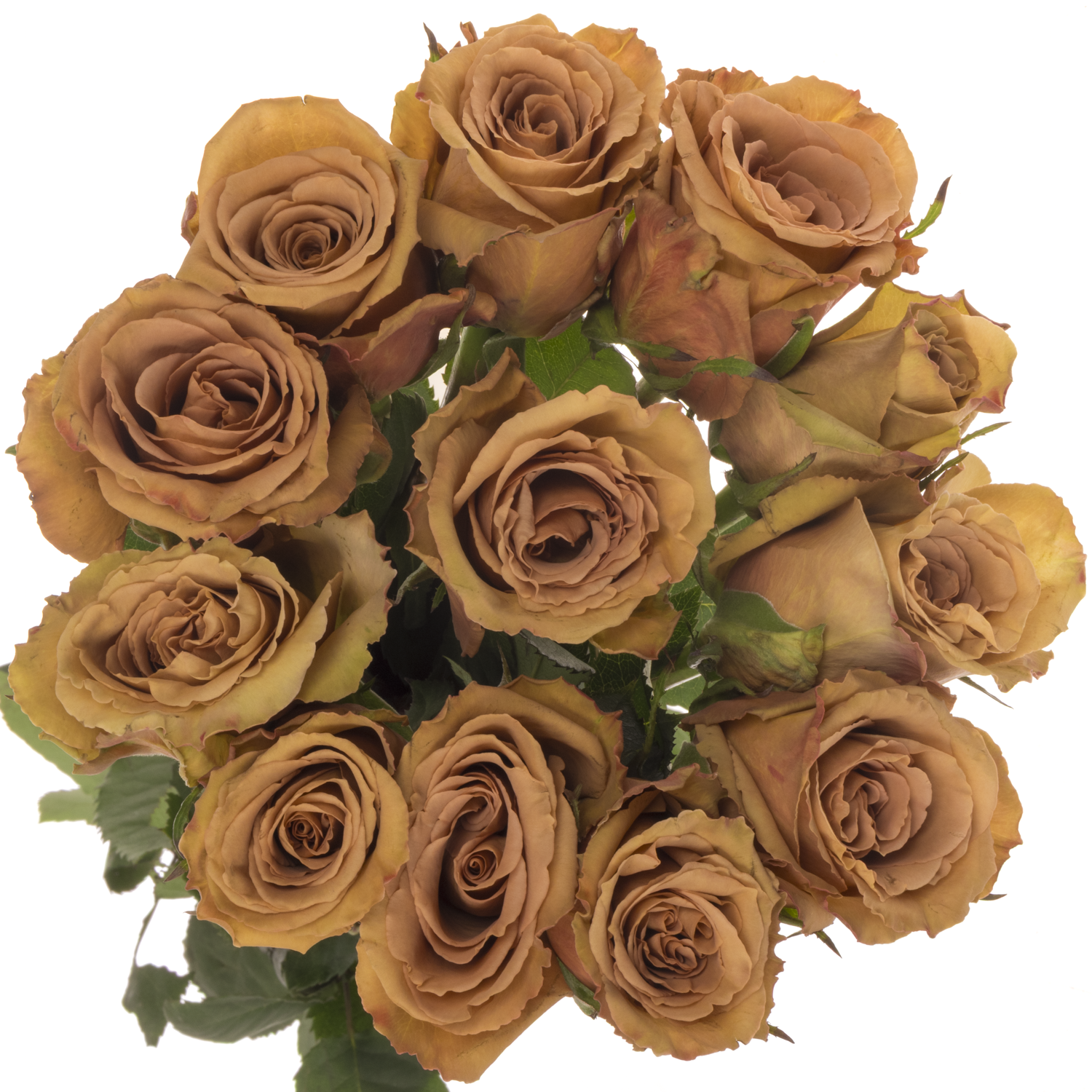 Rose braun Toffee 60cm