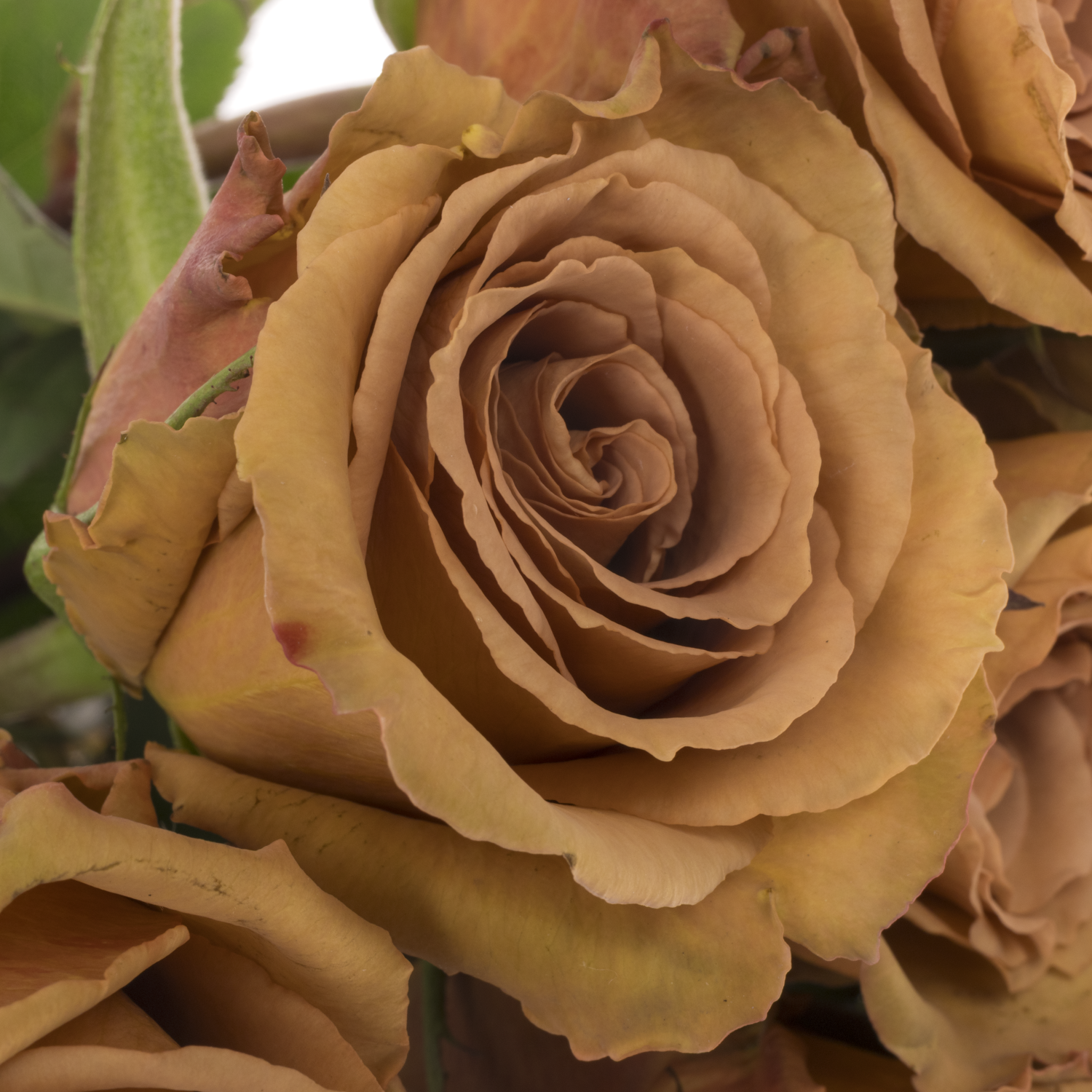 Rose braun Toffee 60cm