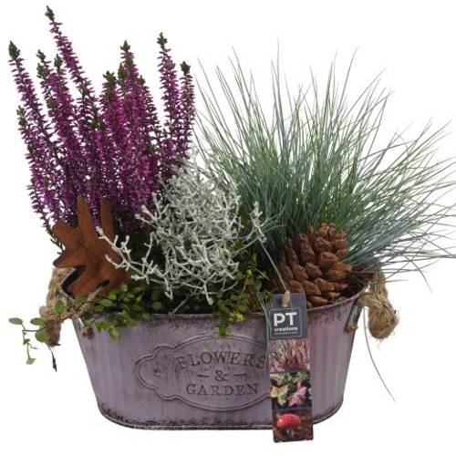 Garten.Arr PTHO4115 Herbst T24 H032