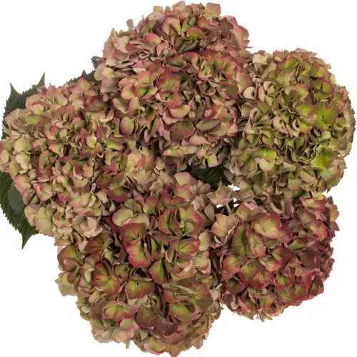 Hortensie grün/rot Sweet Ruby Bol 17cm 60cm