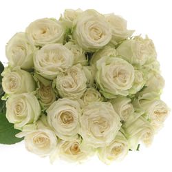 Rose verzweigt weiss Miss Bombastic 4+Blüte 40cm