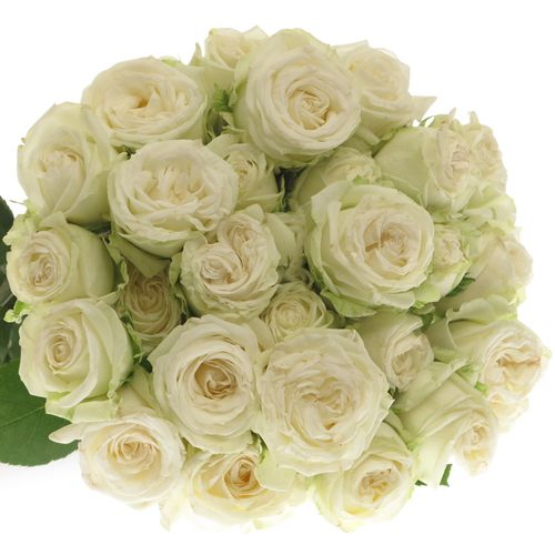 Rose verzweigt weiss Miss Bombastic 4+Blüte 40cm