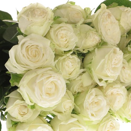 Rose verzweigt weiss Miss Bombastic 4+Blüte 40cm