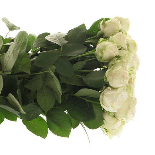 Rose verzweigt weiss Miss Bombastic 4+Blüte 40cm