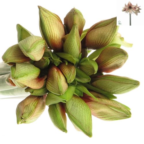 Amaryllis lachs Mocca