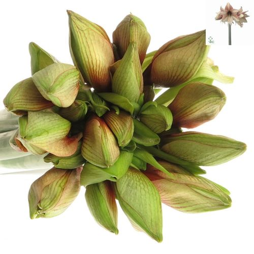 Amaryllis lachs Mocca