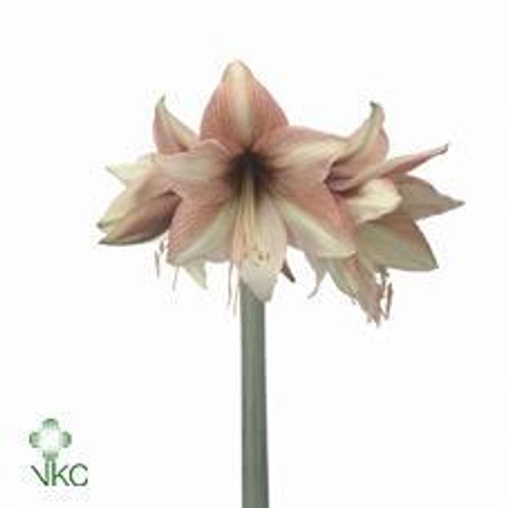 Amaryllis lachs Mocca