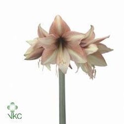 Amaryllis lachs Mocca