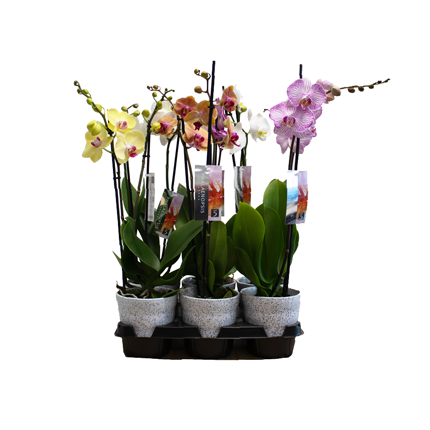 Phal.2-R mix im Dawn Pixel Topf Stahl T12 H055