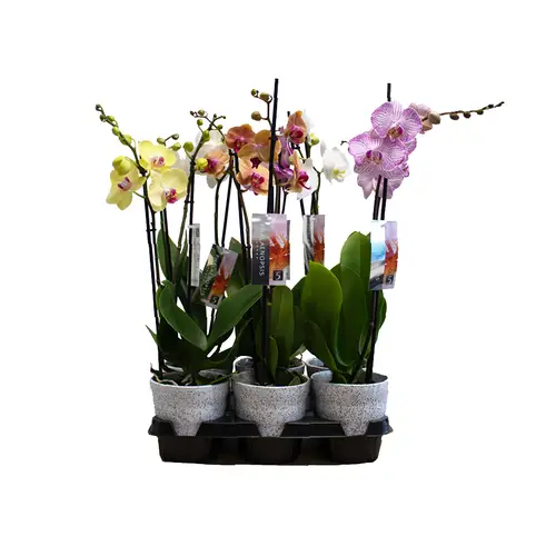 Phal.2-R mix im Dawn Pixel Topf Stahl T12 H055