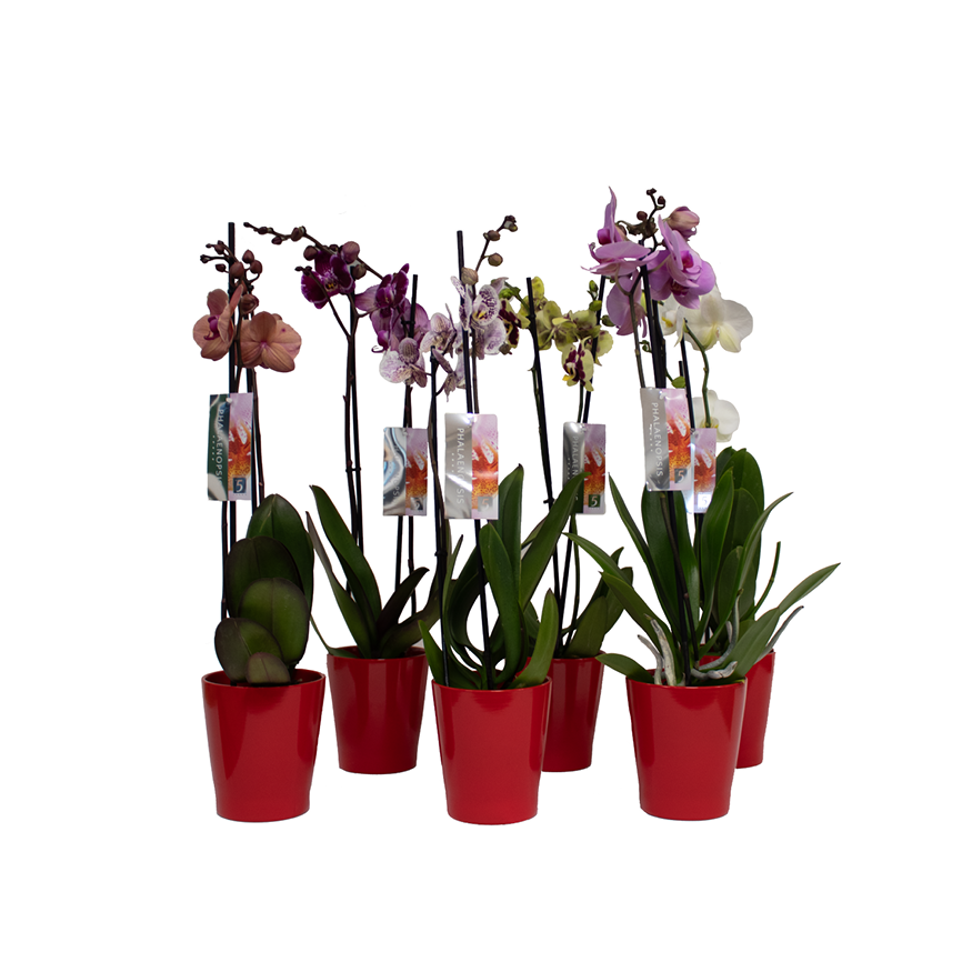 Phal.2-R mix im Orchidee Keramik rot T12 H055