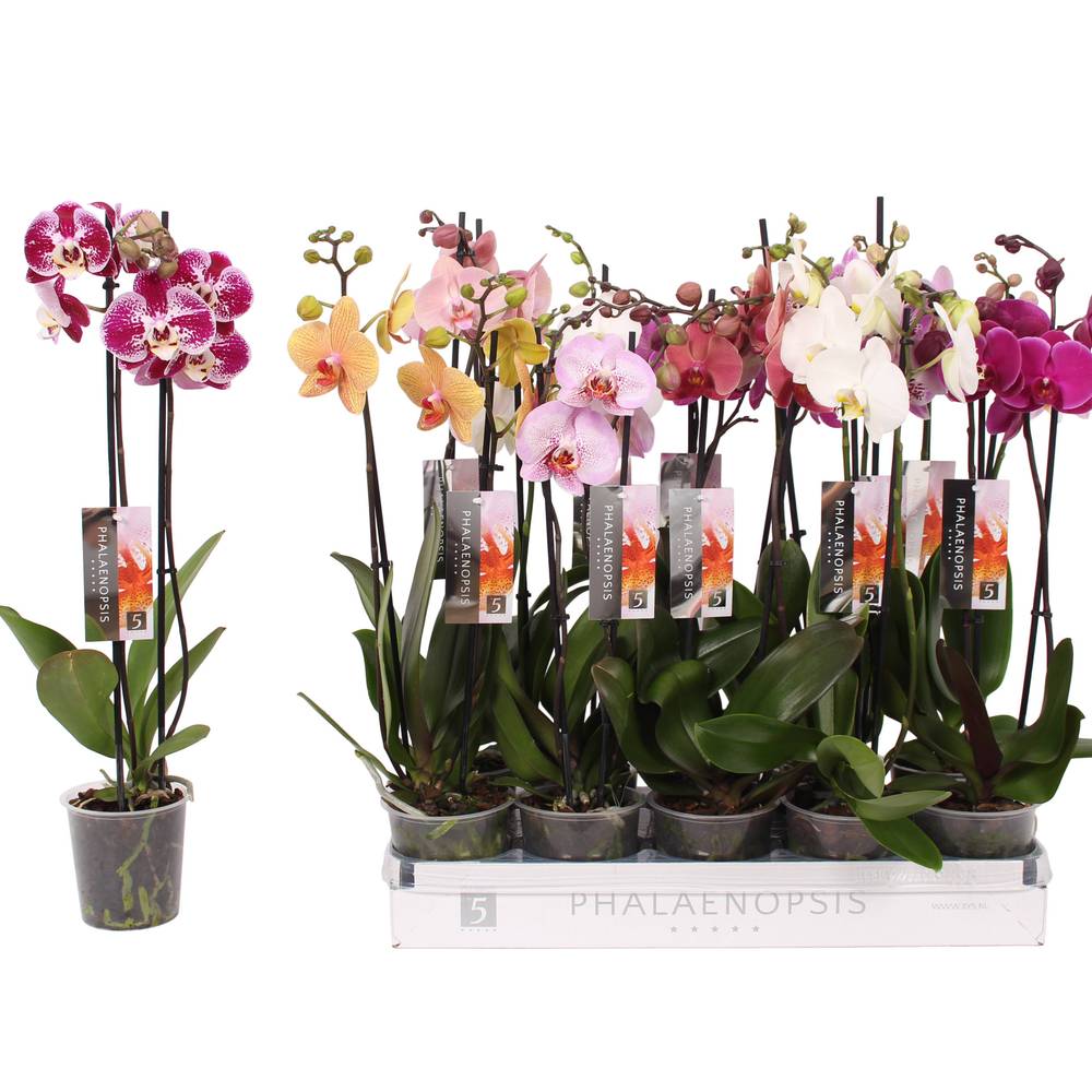 Phal.2-R mix und Dawn Pixel Topf T12 H055