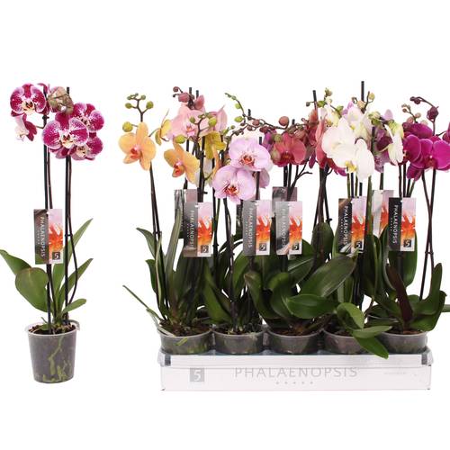 Phal.2-R mix und Dawn Pixel Topf T12 H055
