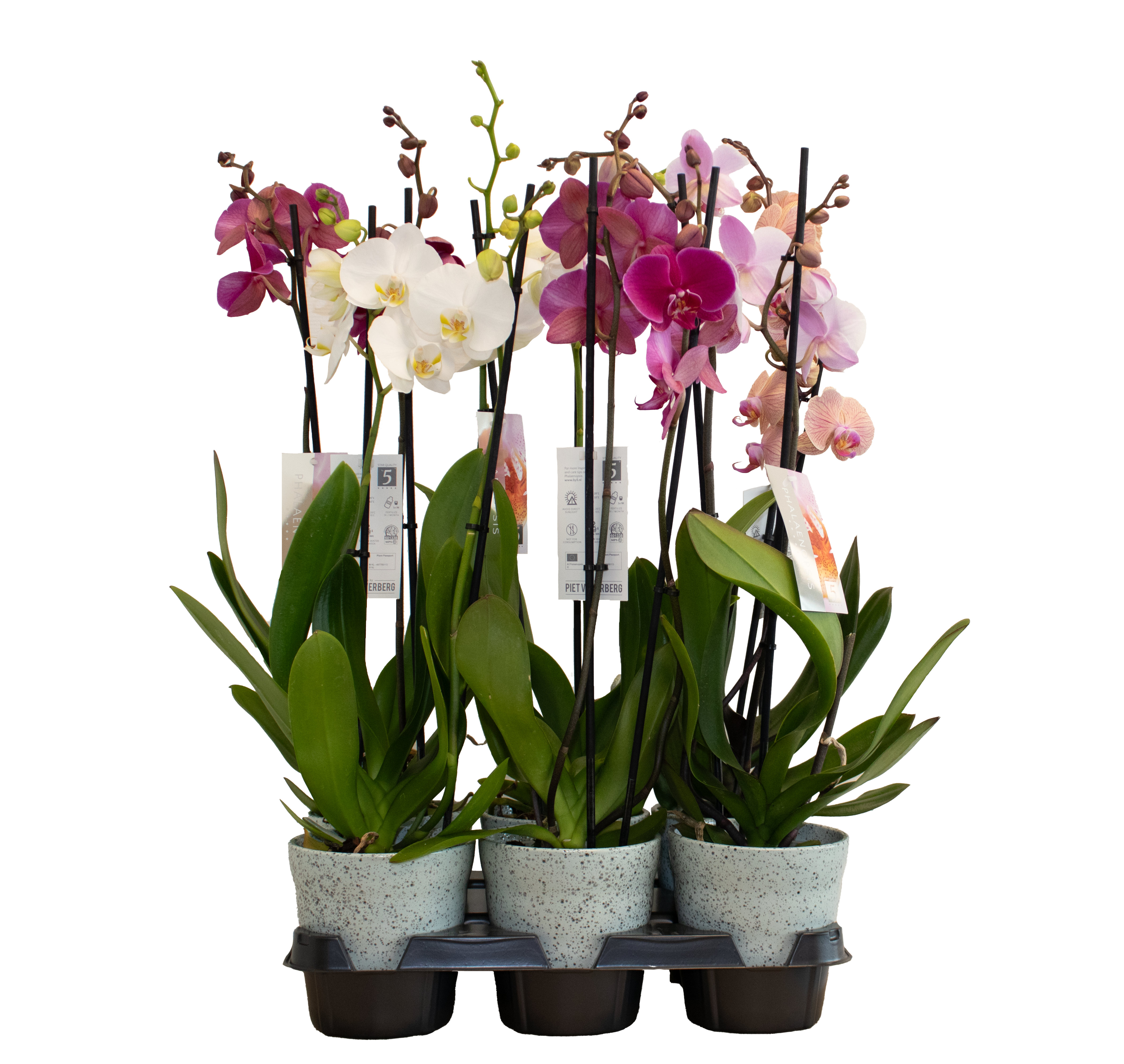Phal.2-R mix und Dawn Pixel Topf T12 H055