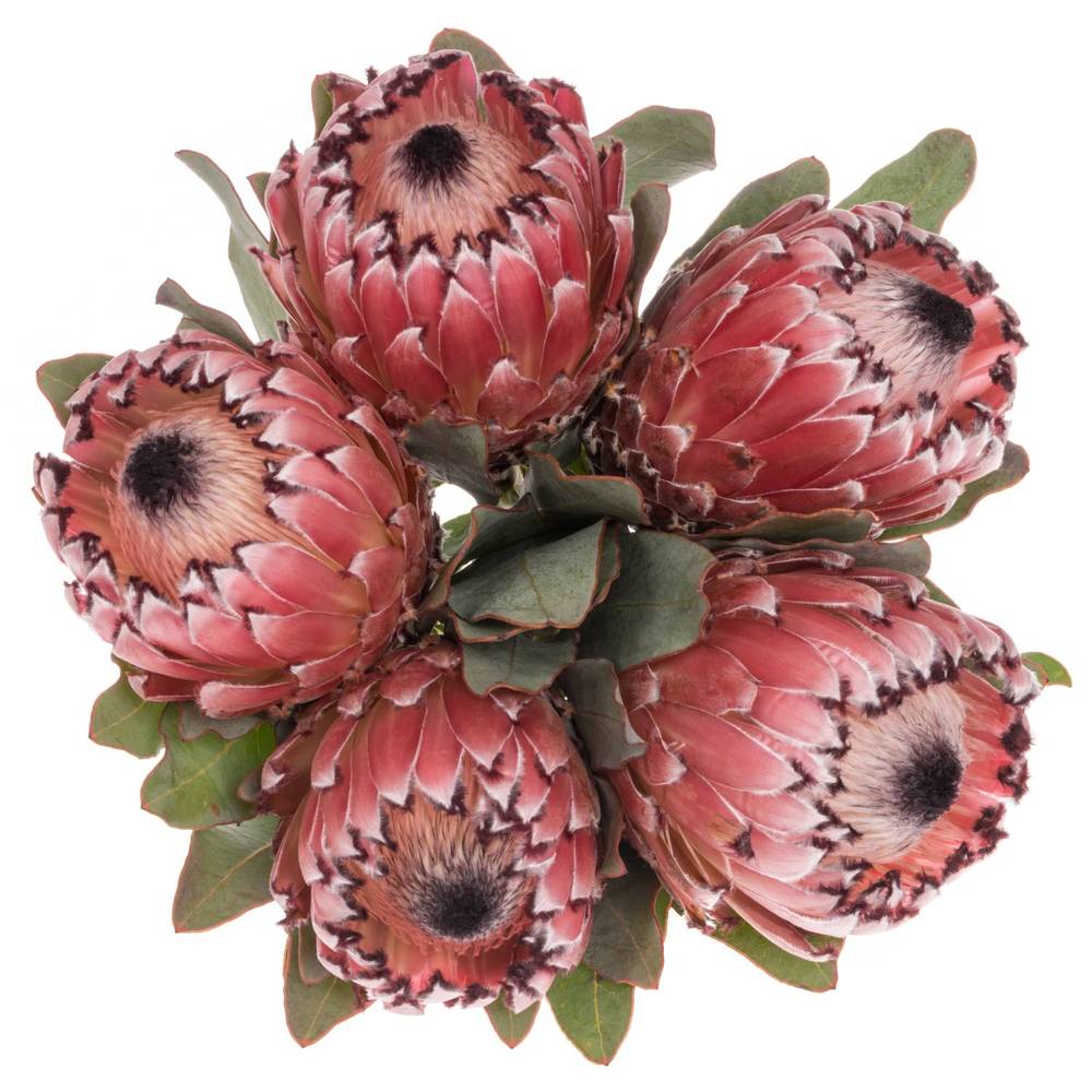 Protea rosa Early Mountain 50cm
