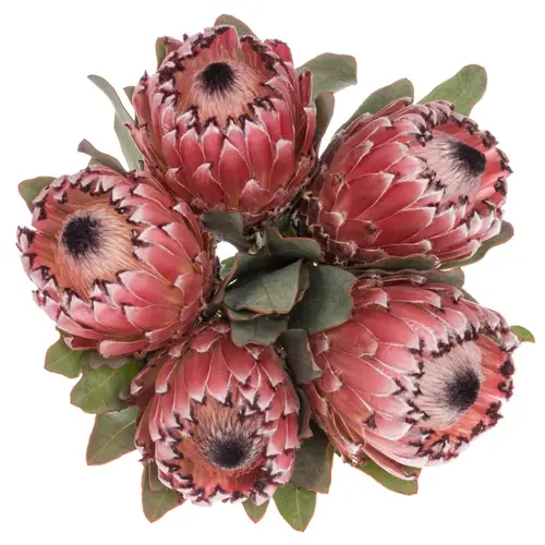Protea rosa Early Mountain 50cm