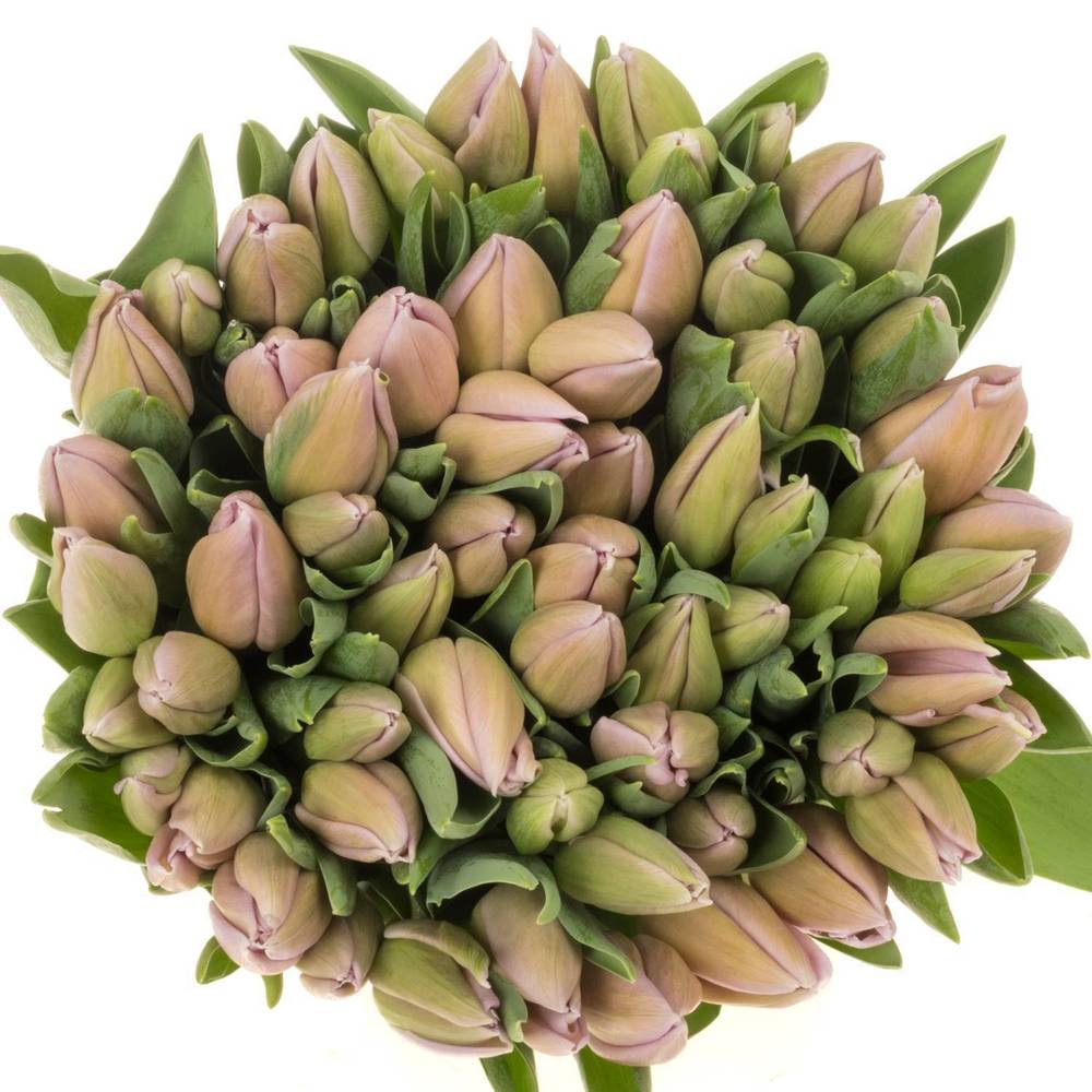 Tulpe rosa Sweet Breeze 50 gramm