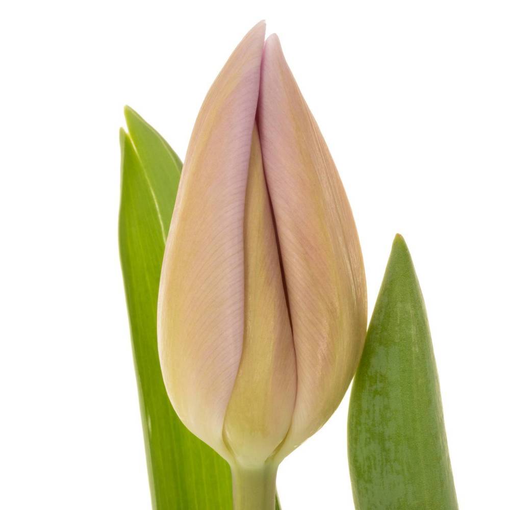 Tulpe rosa Sweet Breeze 50 gramm